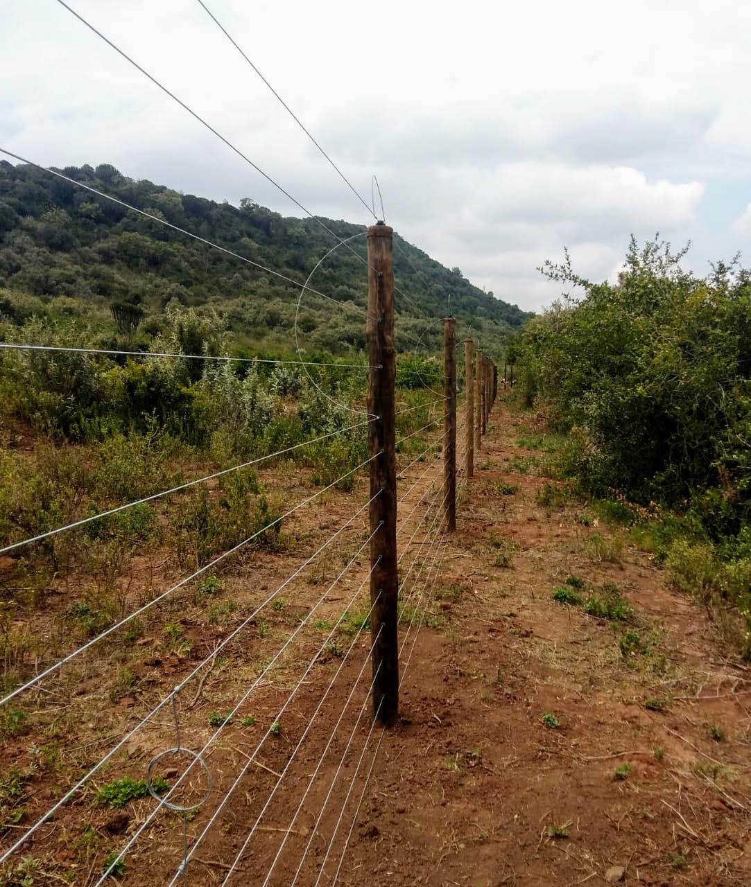 Freestanding timber-post electric fence with multiple wire strands crossing open hillside terrain near Amboseli
