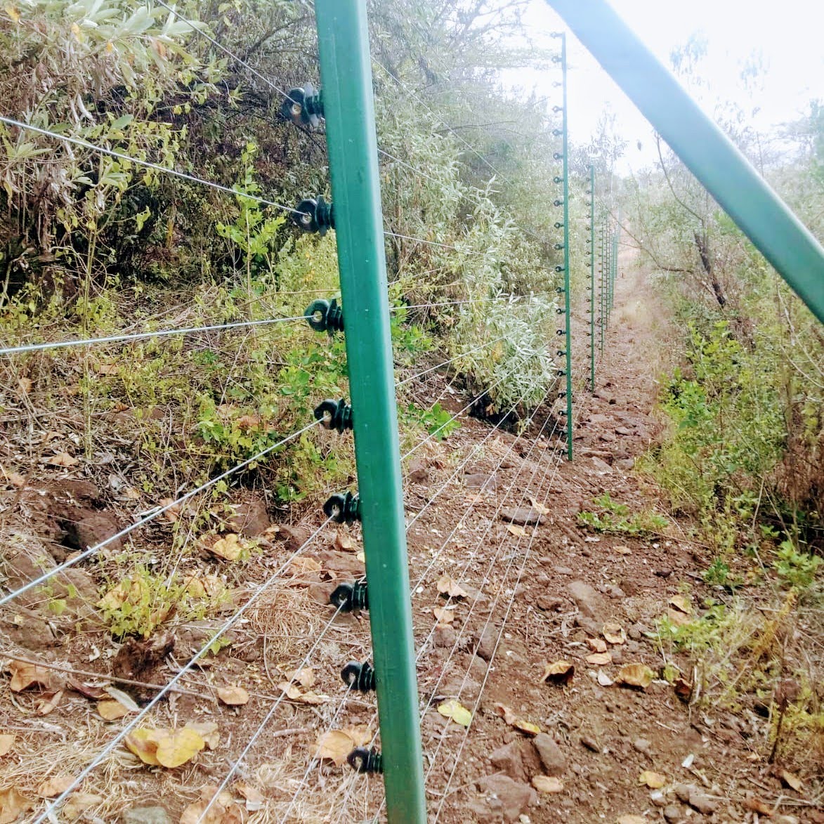 Green PVC-coated electric fence posts with multiple insulated wire strands running through dense hillside brush near Meru