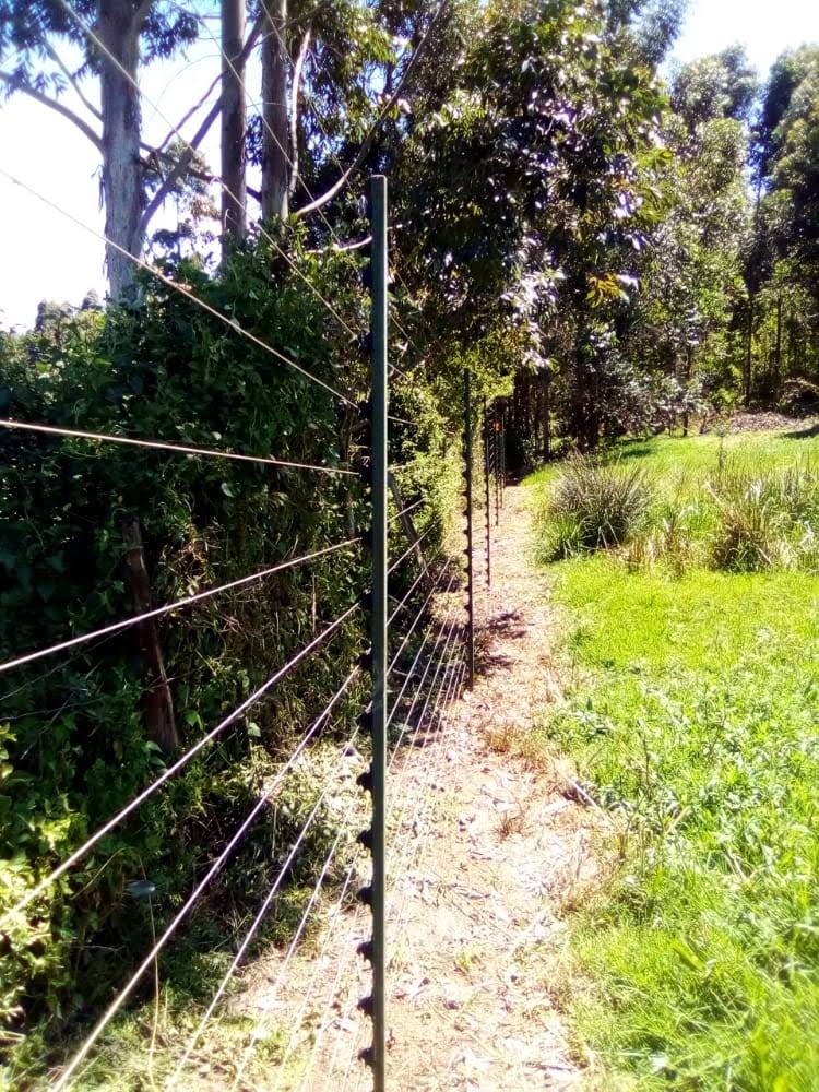 Electric fence posts and multi-strand wire following a woodland farm path near Nakuru, hedgerow alongside