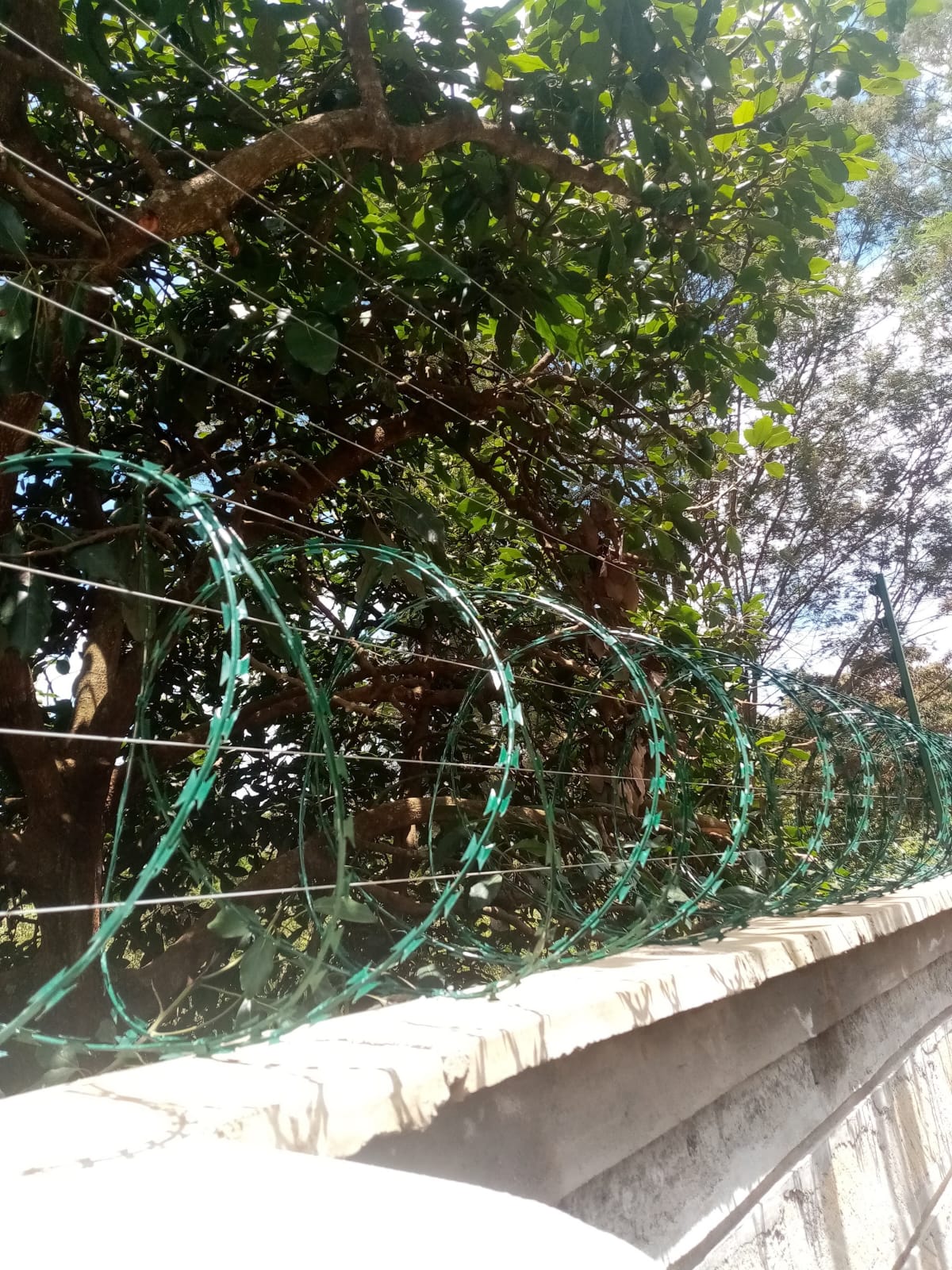 Close-up of green razor wire coils and electric fence wire strands against tree canopy on a Kikuyu boundary wall
